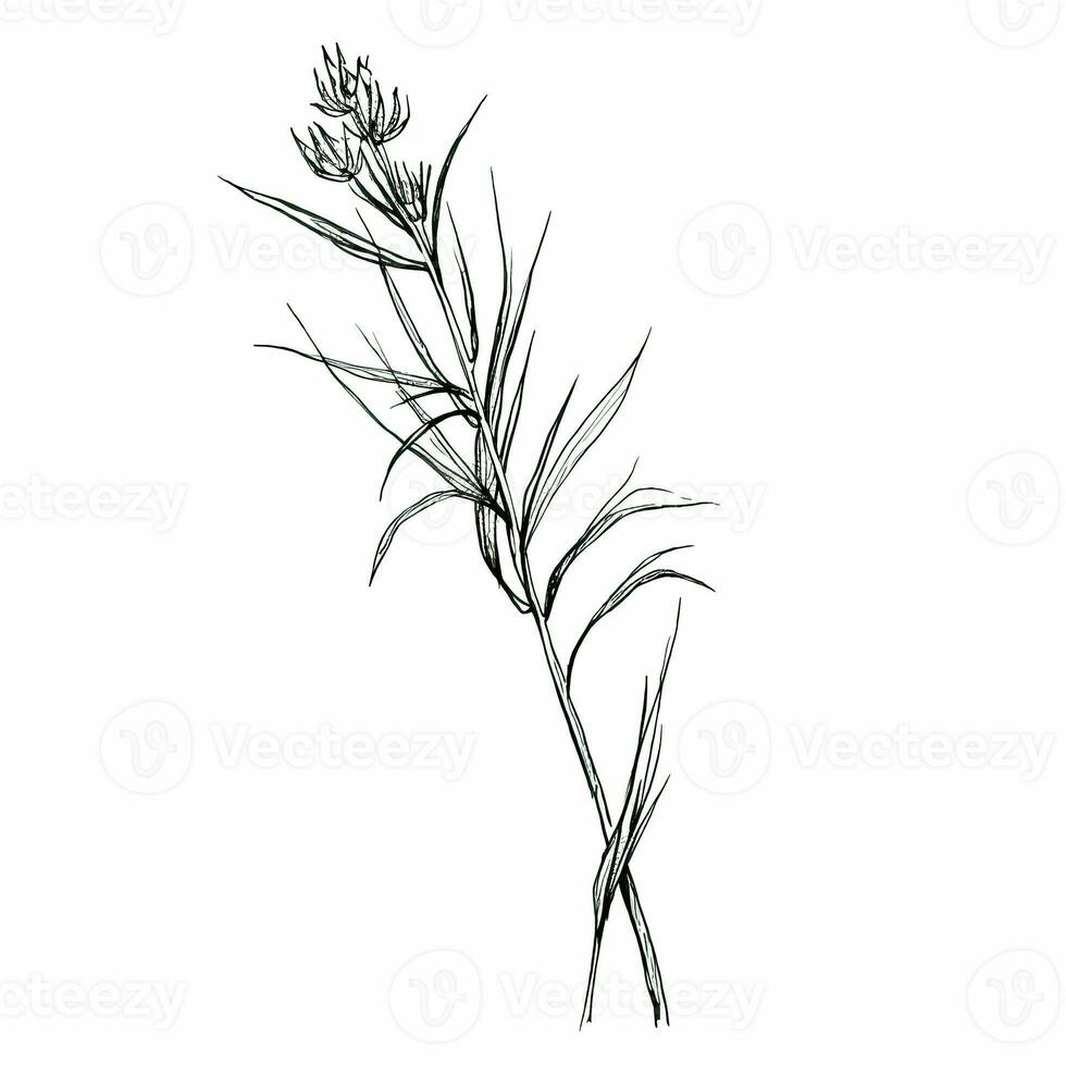 nigella Cumin ai generated photo