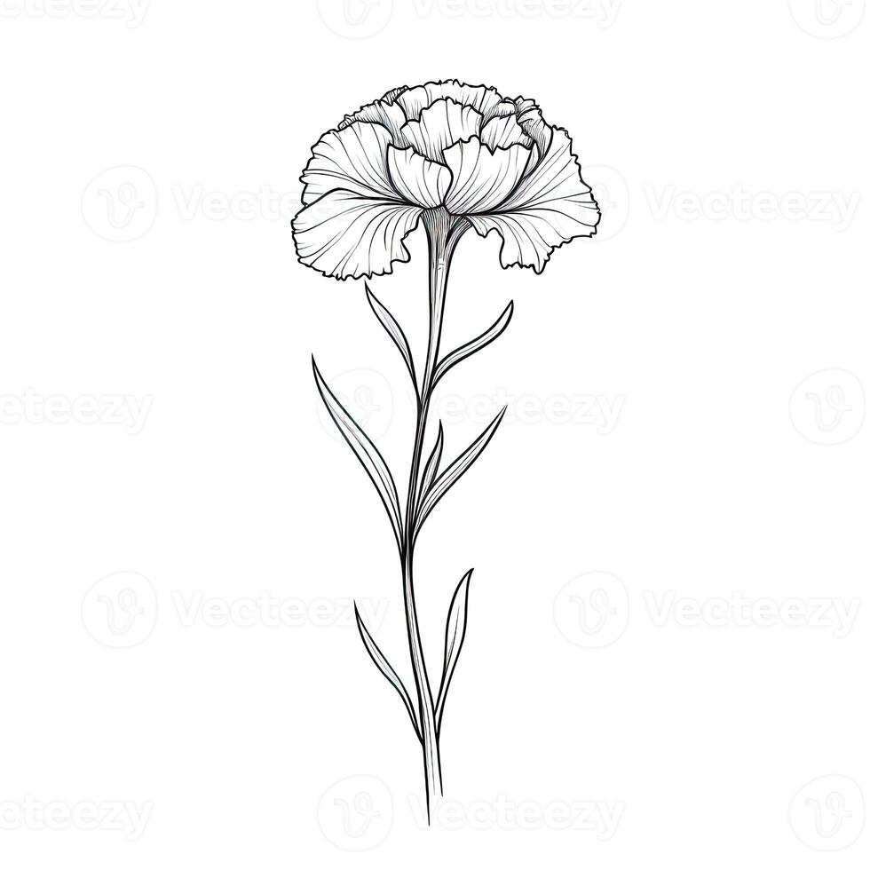 bouquet Carnation flower photo