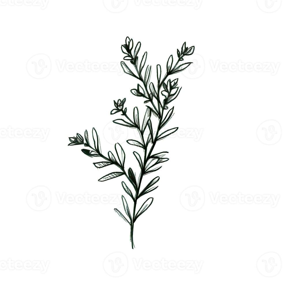 plant thyme ai generated photo
