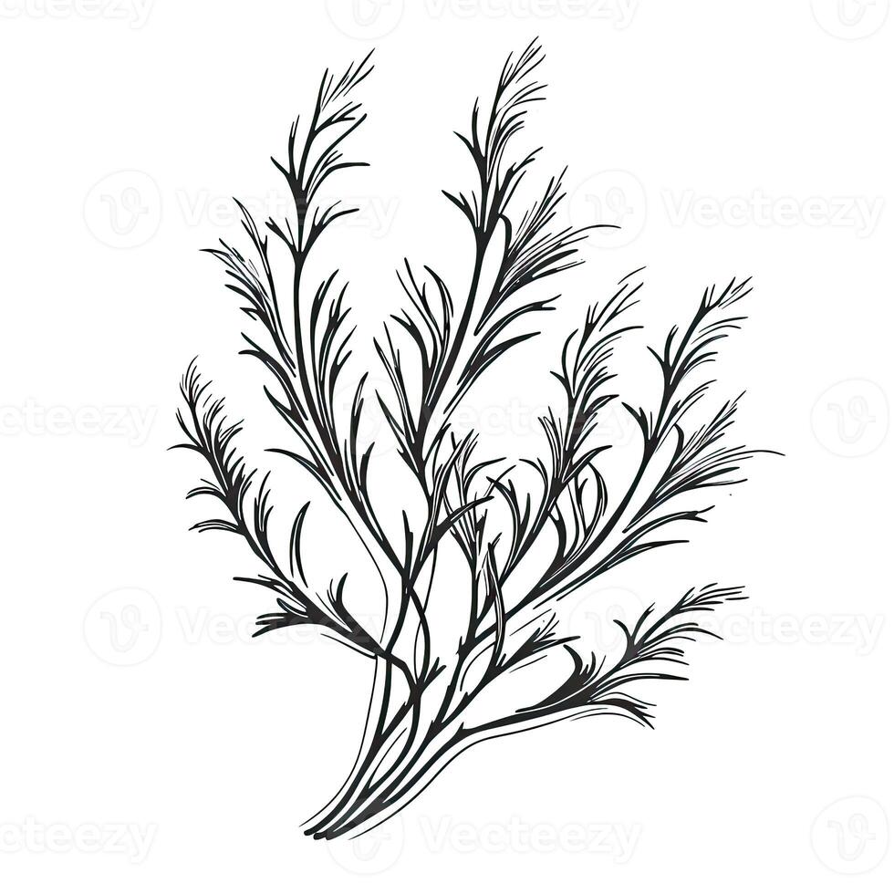 sketch milfoil aesthetic photo