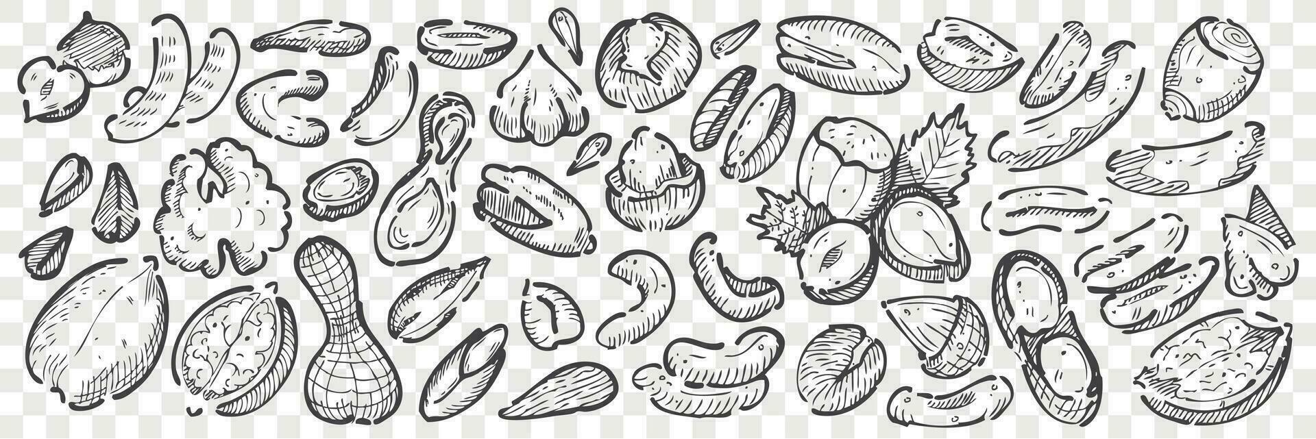 Hand drawn nuts doodle set vector