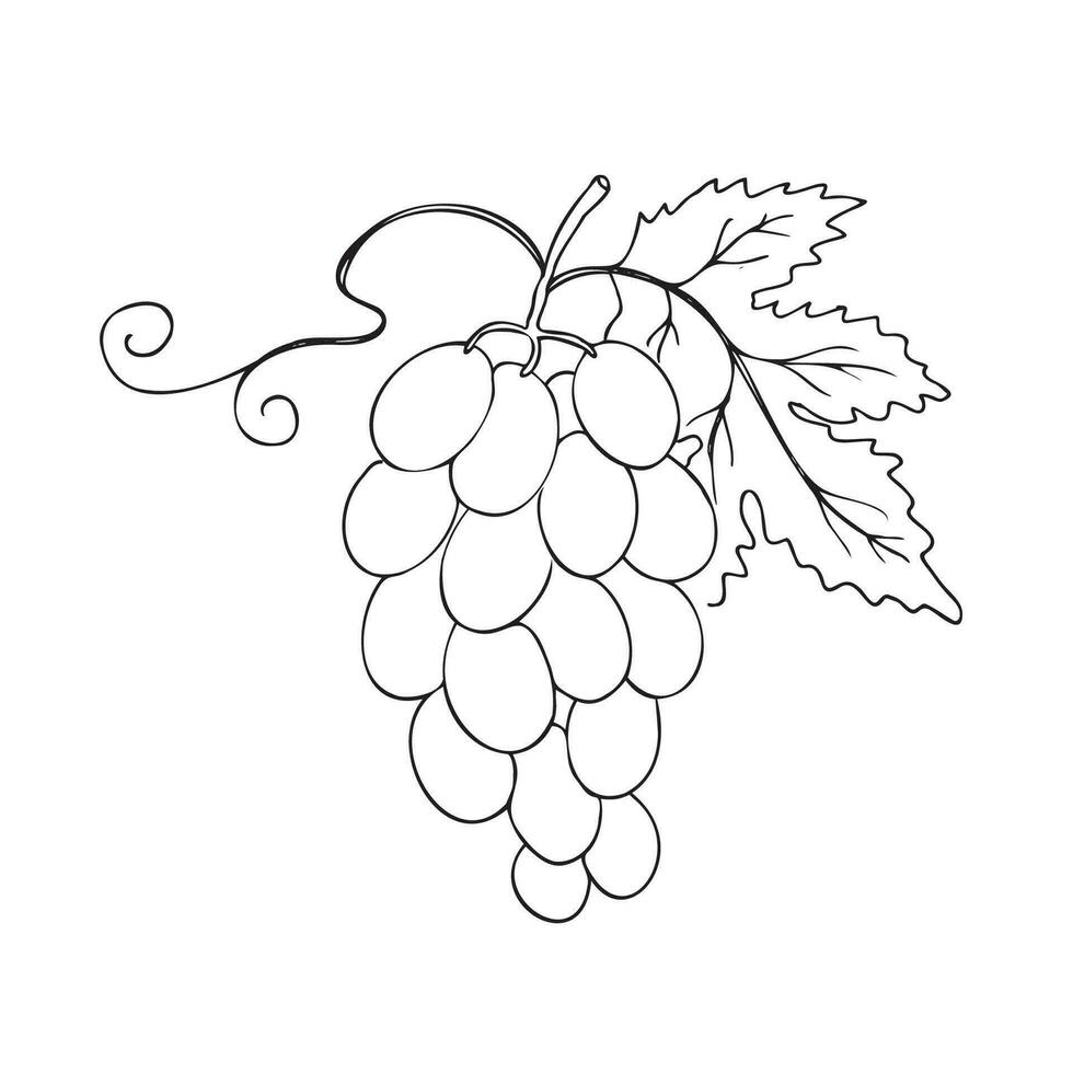 Grape vine drawing. Hand drawn vector illustration of grape plant and leaf on isolated white background for print, label, poster, brochure, template, banner, logo. Design element, ink imitation