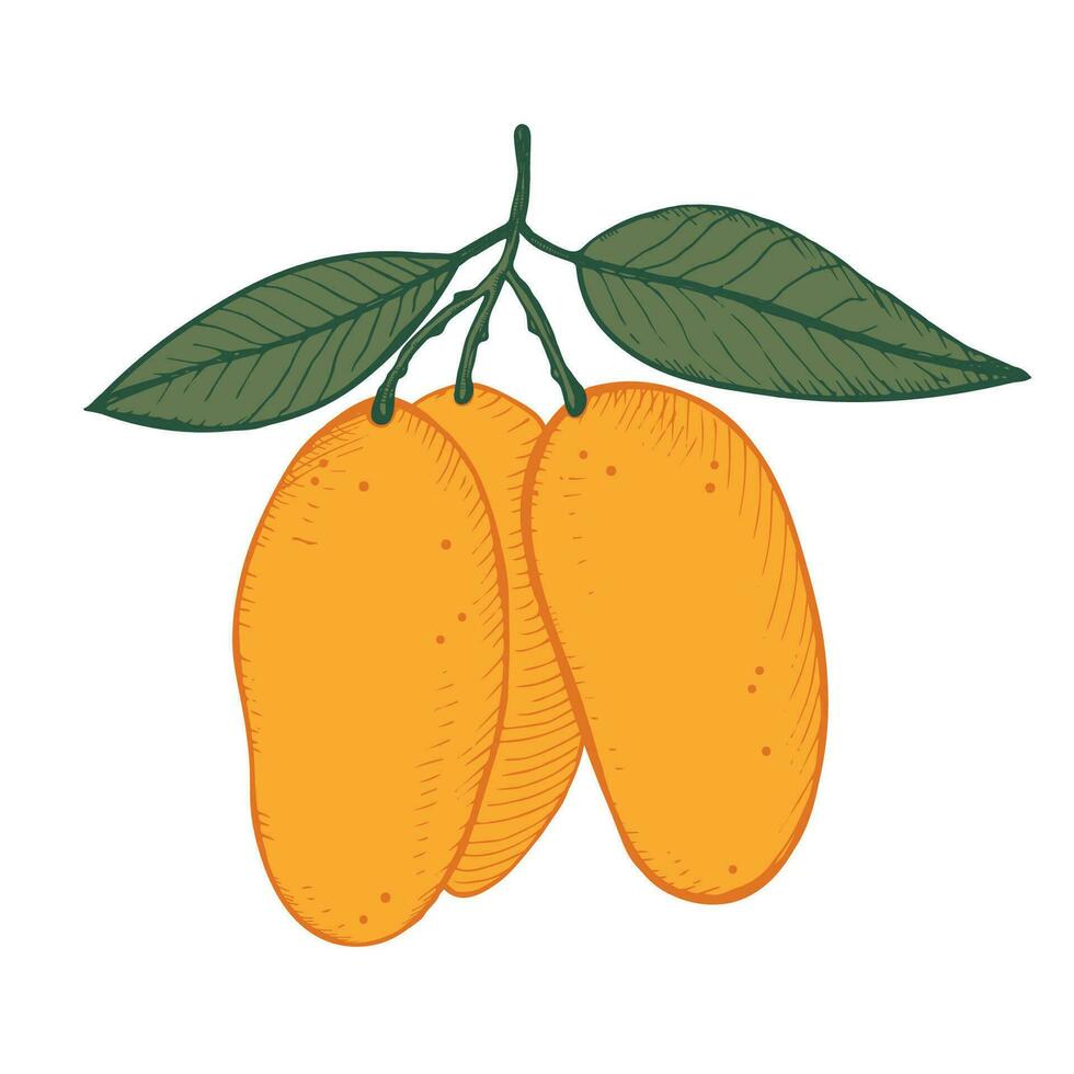Mango fruit plant vector illustration on isolated white background. Hand drawn in the technique of engraving a sketch of a mango tree. Design element for label, template, background, logo, print
