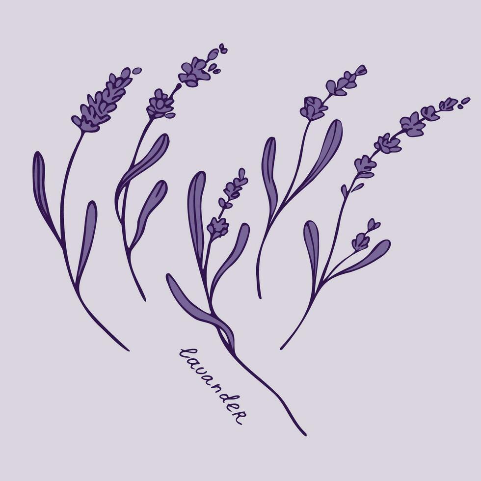 lavanda vector dibujo. mano dibujado ramas de lavanda planta fragante francés flor silvestre. diseño elemento para tarjeta postal, imprimir, Boda invitación, plantilla, lebe floreciente fragante de provenza