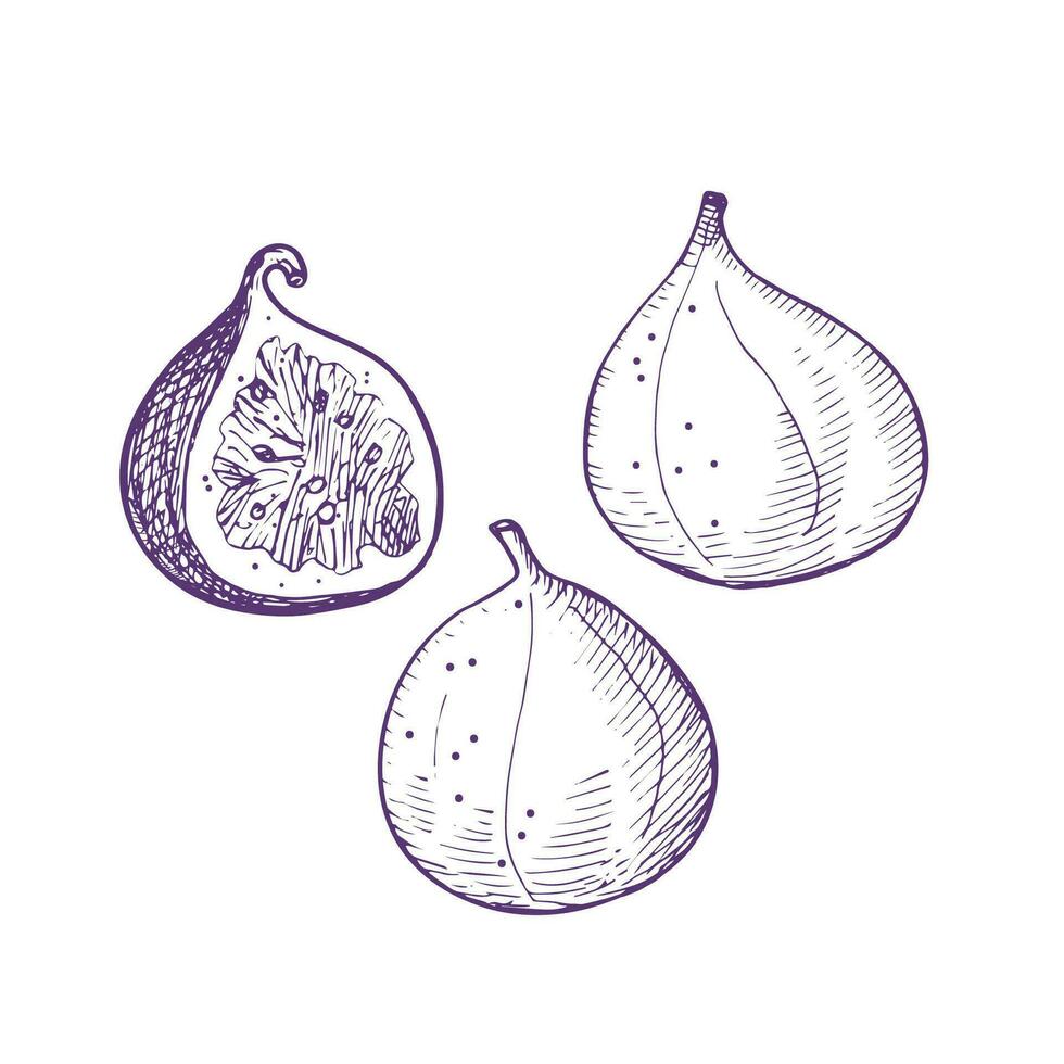 Figs vector illustration set with tropical fruit on isolated white background. Fig tree engraving sketch for print, label, background, template, logo. Hand drawn graphic