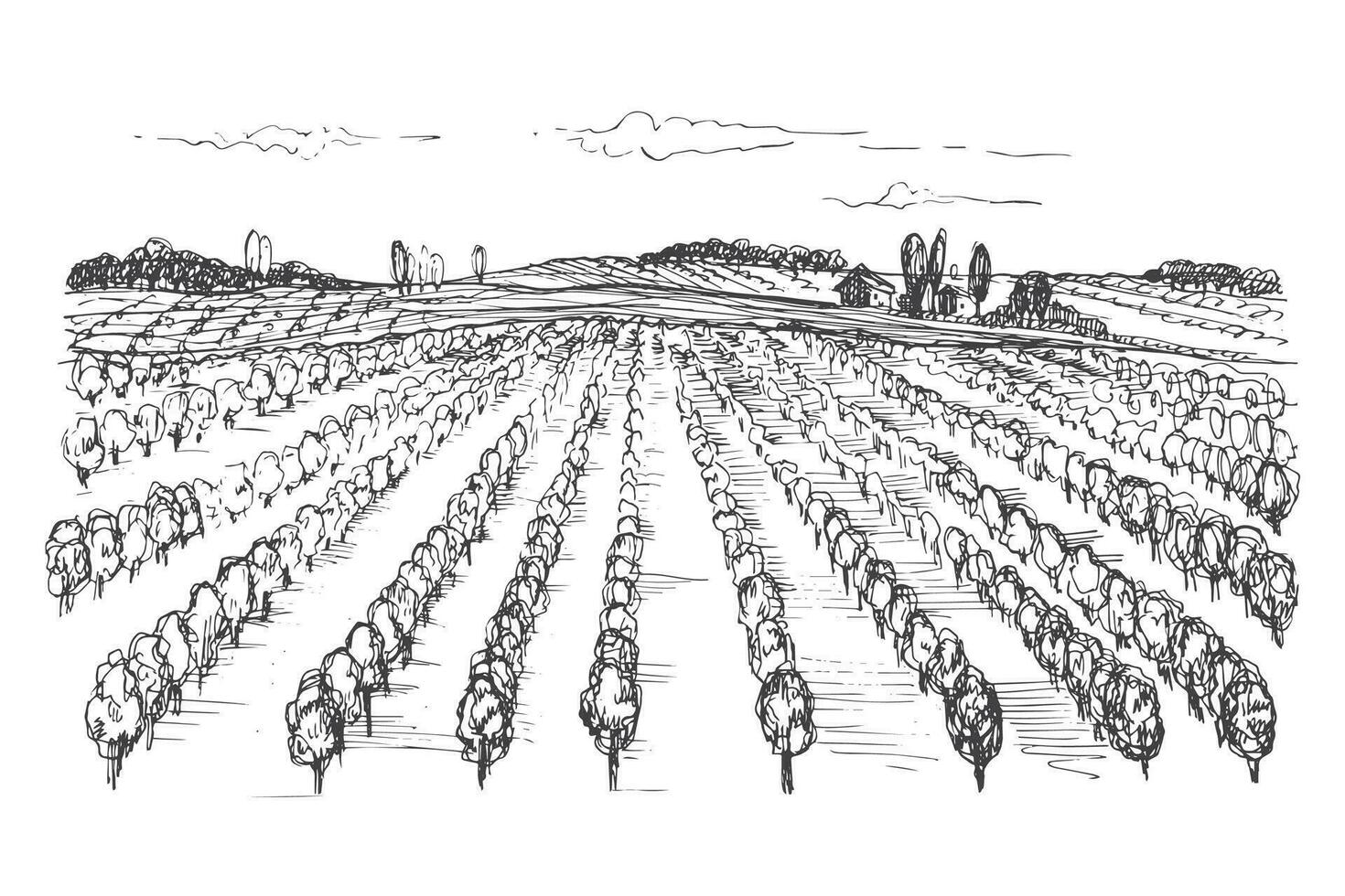 Vineyard landscape drawing. Hand drawn vector illustration of grape plant on isolated white background for print, label, poster, brochure, template, banner, logo.Design element vine, imitation ink