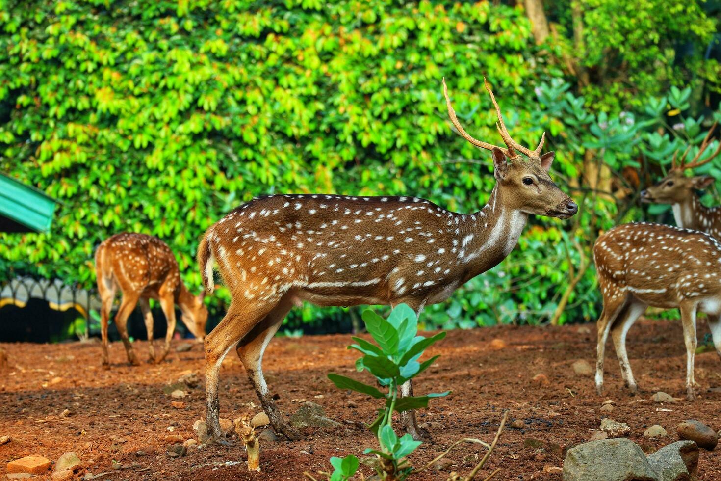 Rusa Totol with the scientific name Axis axis at Zoo in Ragunan. photo