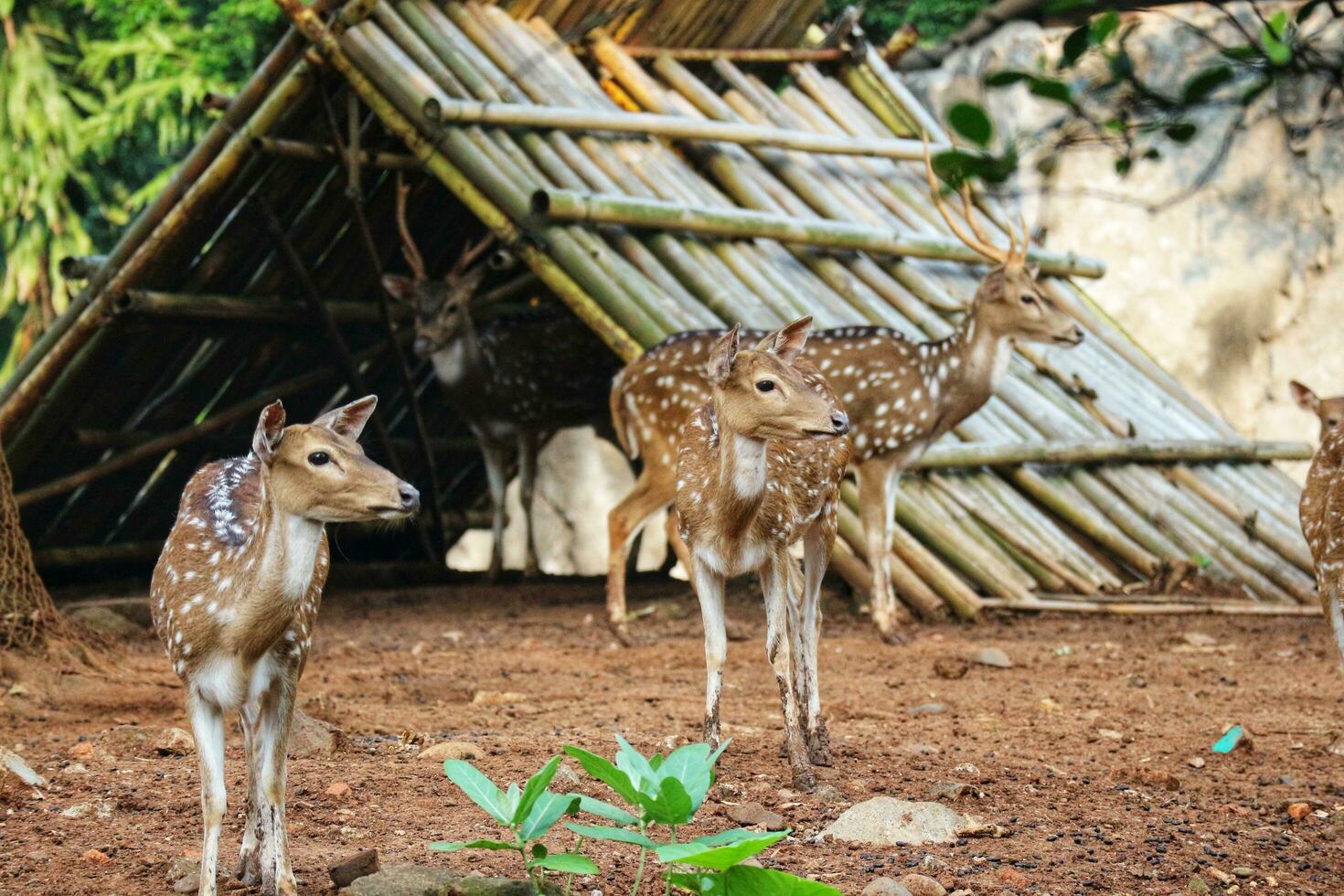 Rusa Totol with the scientific name Axis axis at Zoo in Ragunan. photo