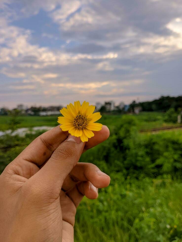 Close up male hand holding wildflower above spring valley concept photo. First view hand photography with  background. High quality picture for wallpaper, travel blog, magazine,  selective focus photo