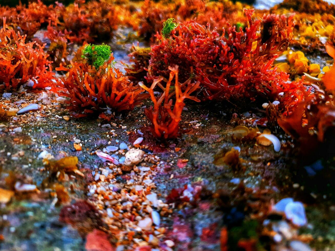 Sea plants on the rocks photo