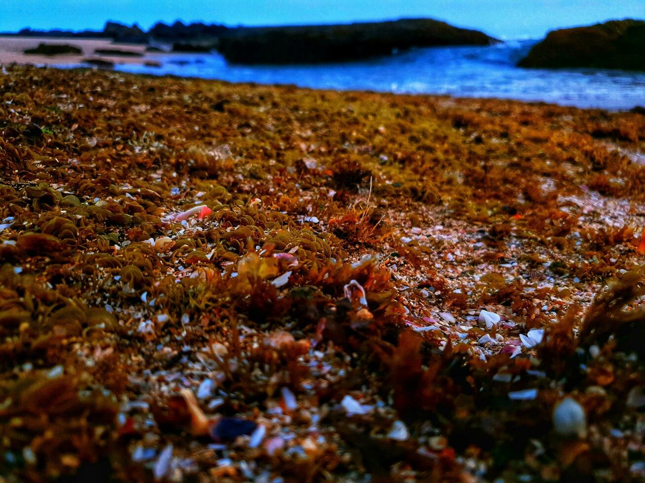 mar plantas en el rocas foto