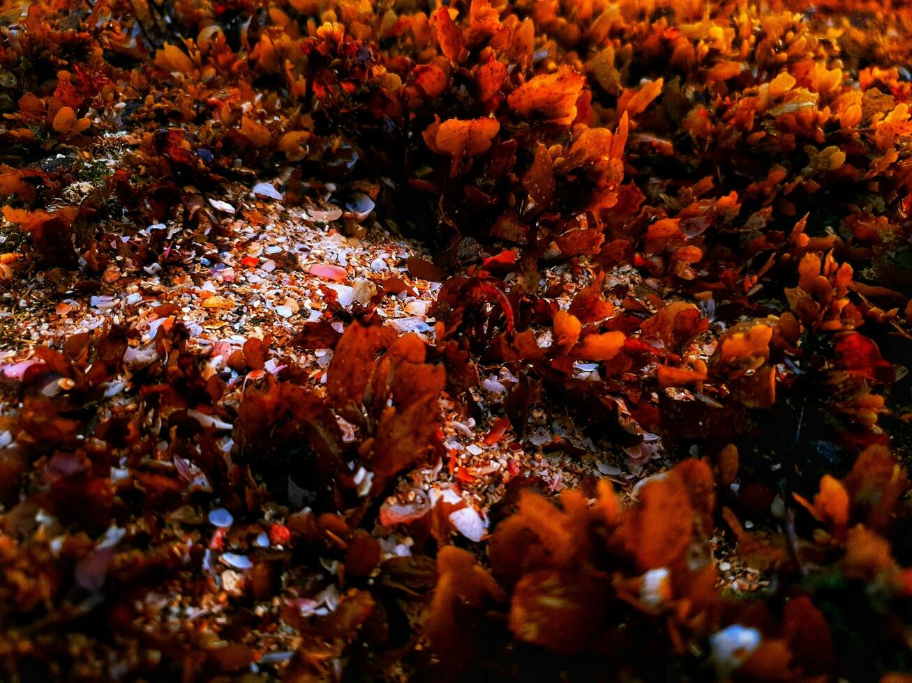 mar plantas en el rocas foto