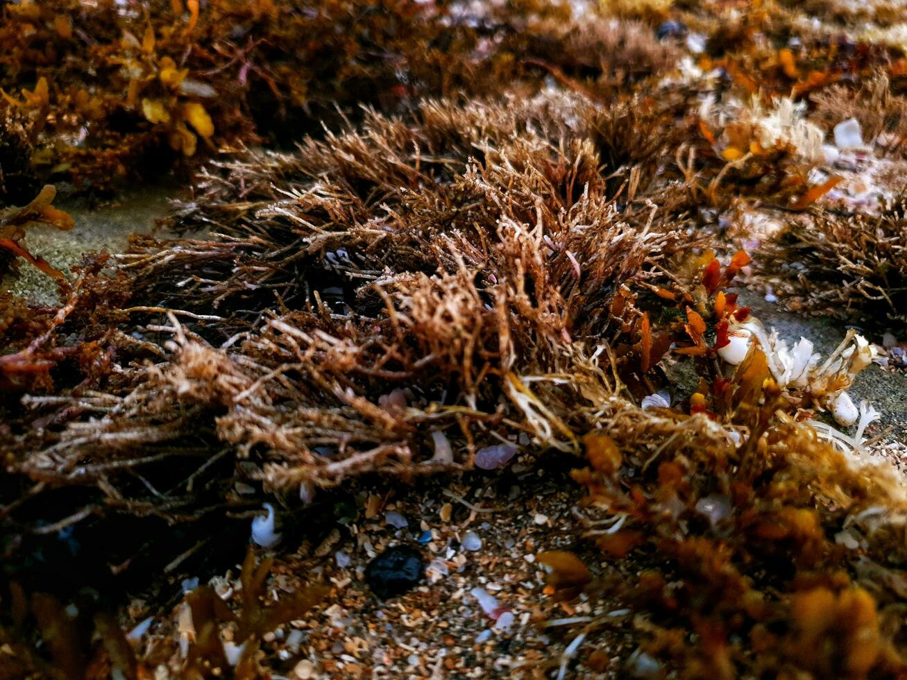 mar plantas en el rocas foto