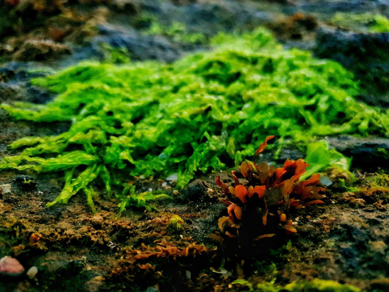 Sea plants on the rocks photo