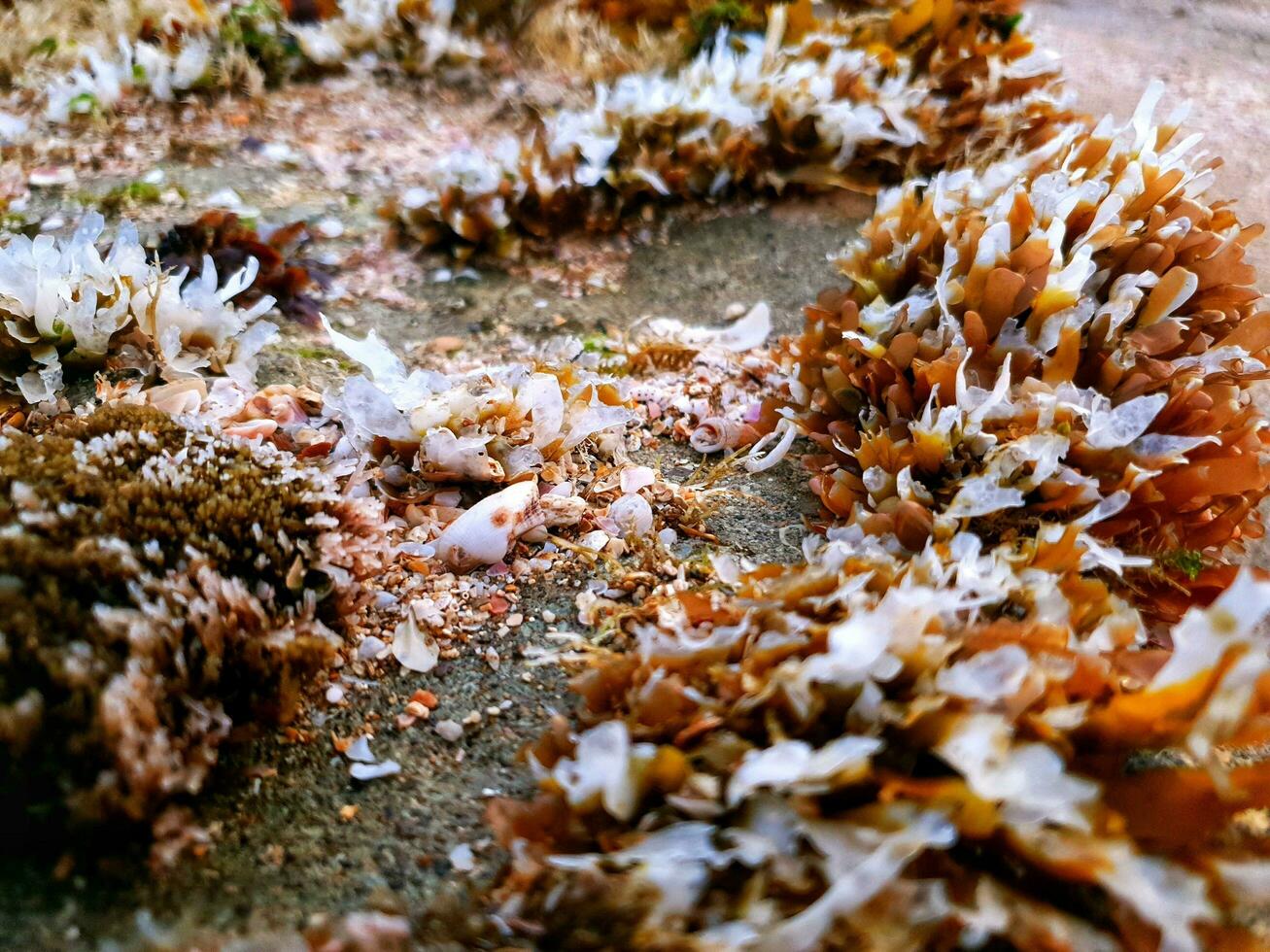 Sea plants on the rocks photo