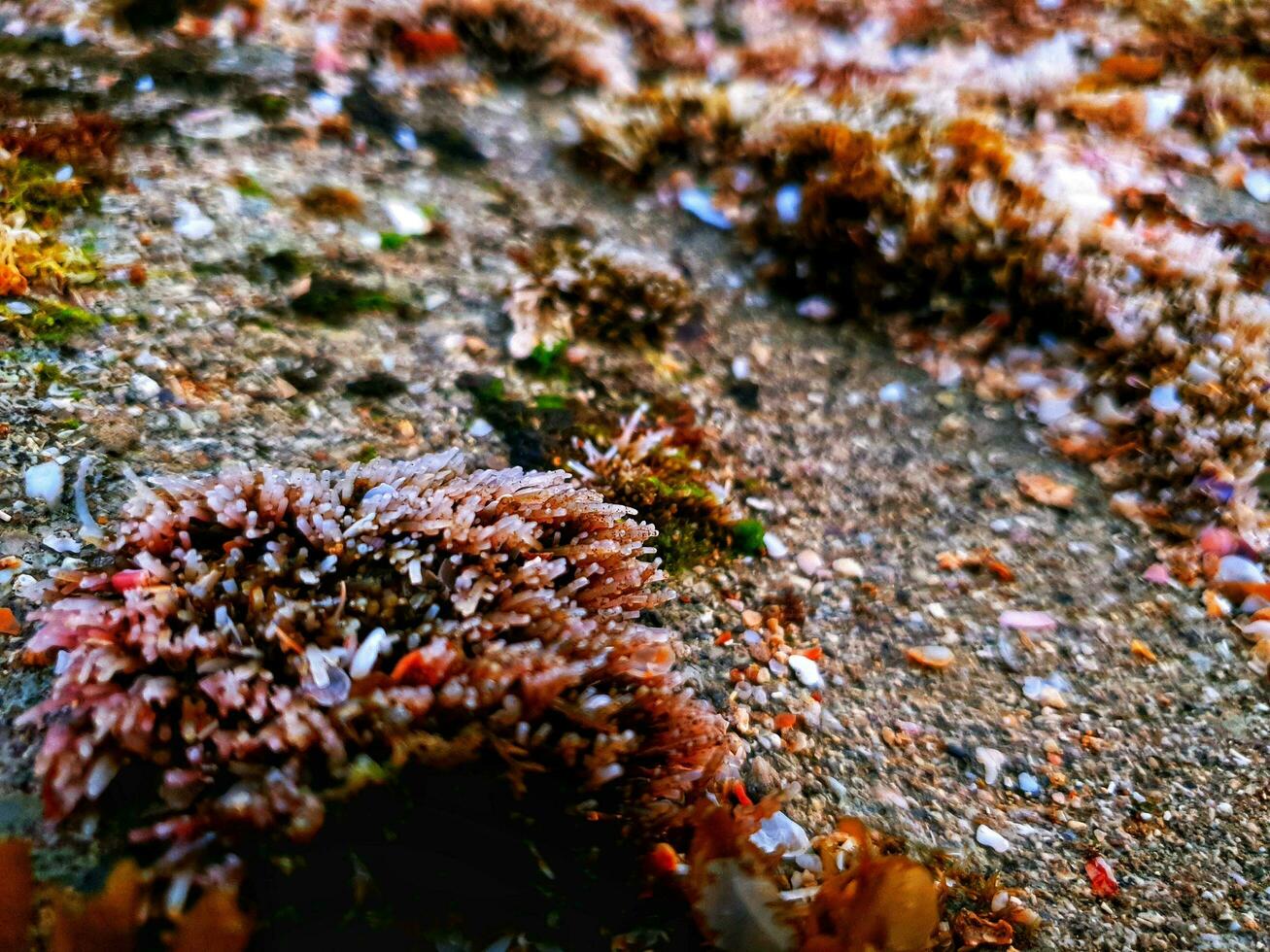 Sea plants on the rocks photo