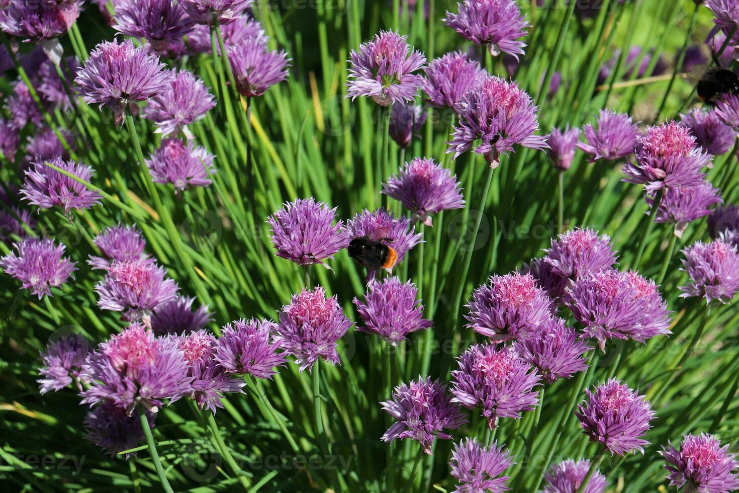photo Chives, scientific name Allium schoenoprasum, is a species of flowering plant in the family Amaryllidaceae. bumblebee on a flower of a field onion. macro