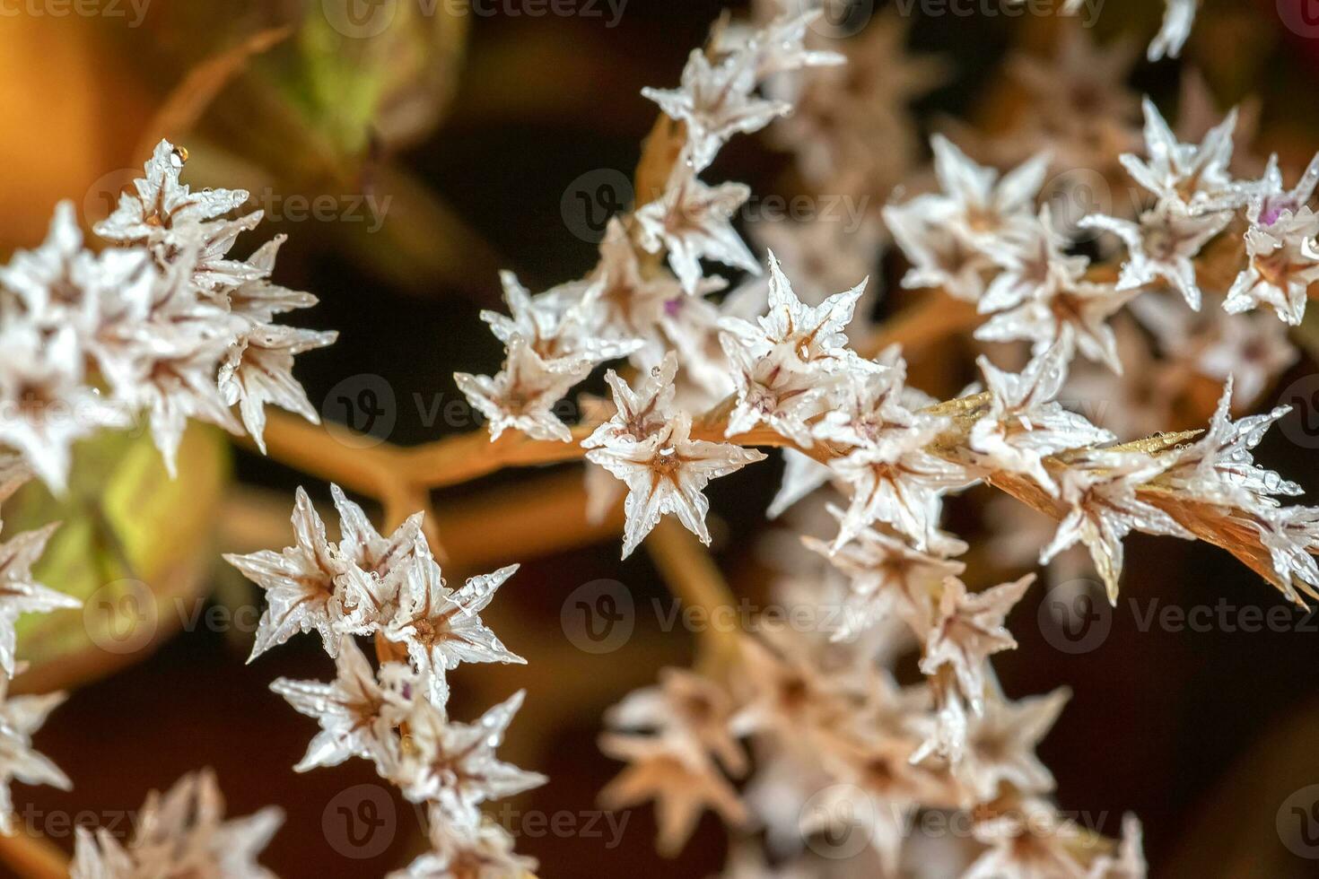 close up of beautiful small flowers. Natural pattern photo