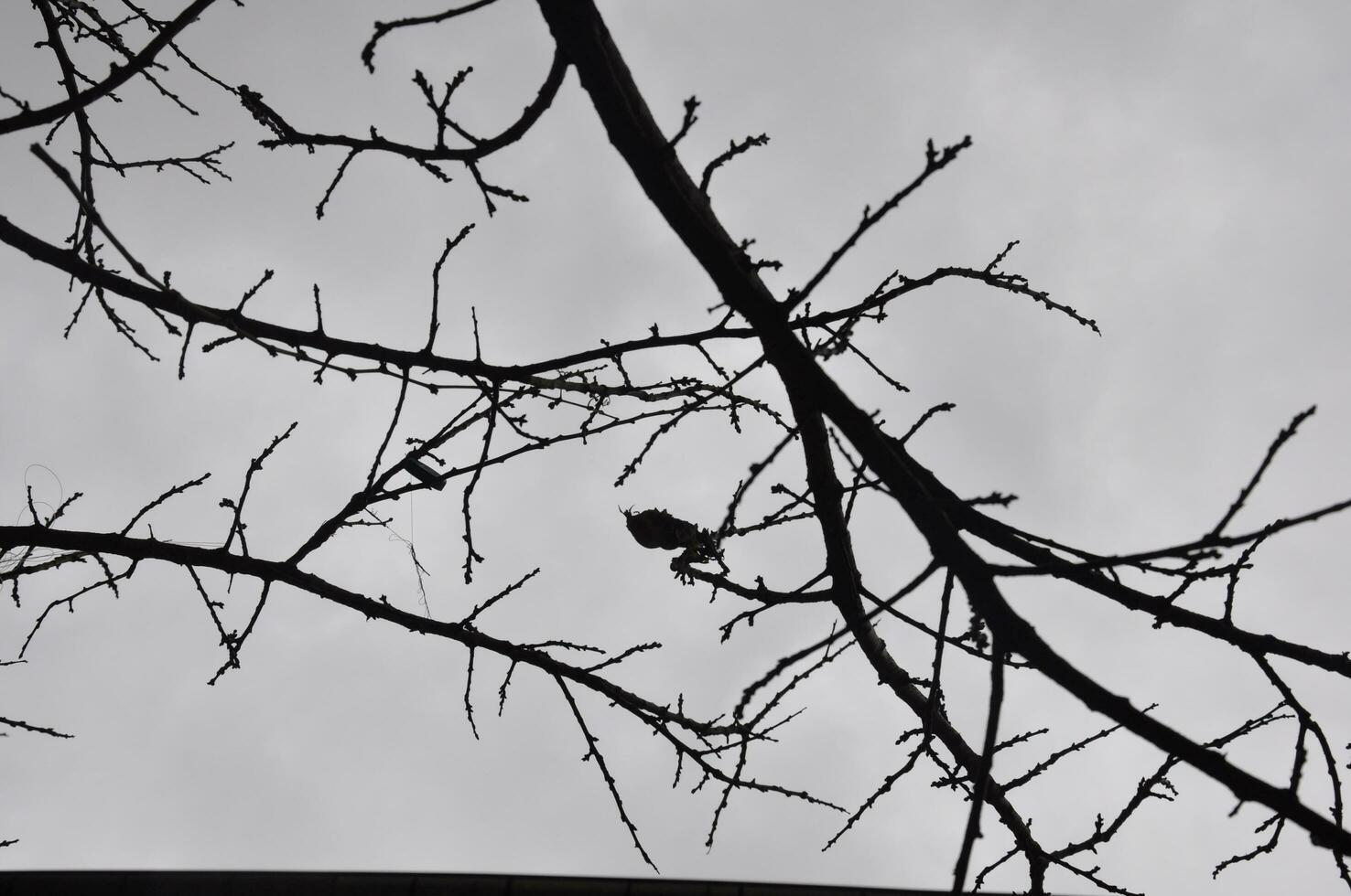 Single leaf and maple branches against gray sky photo