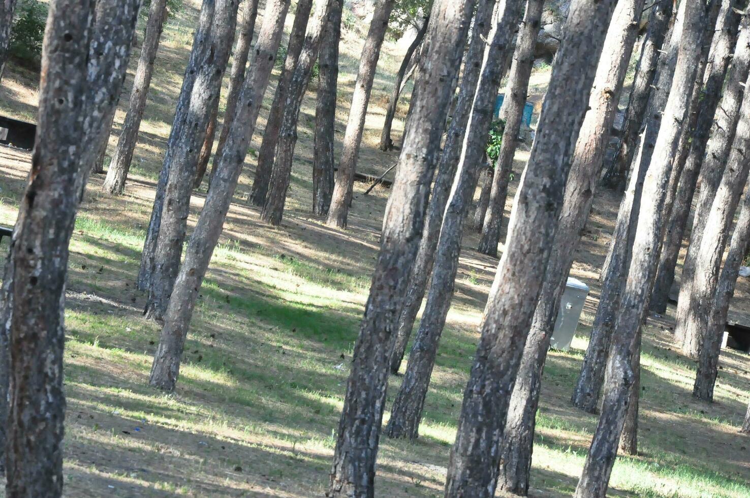 forest tree lined slightly to the right photo