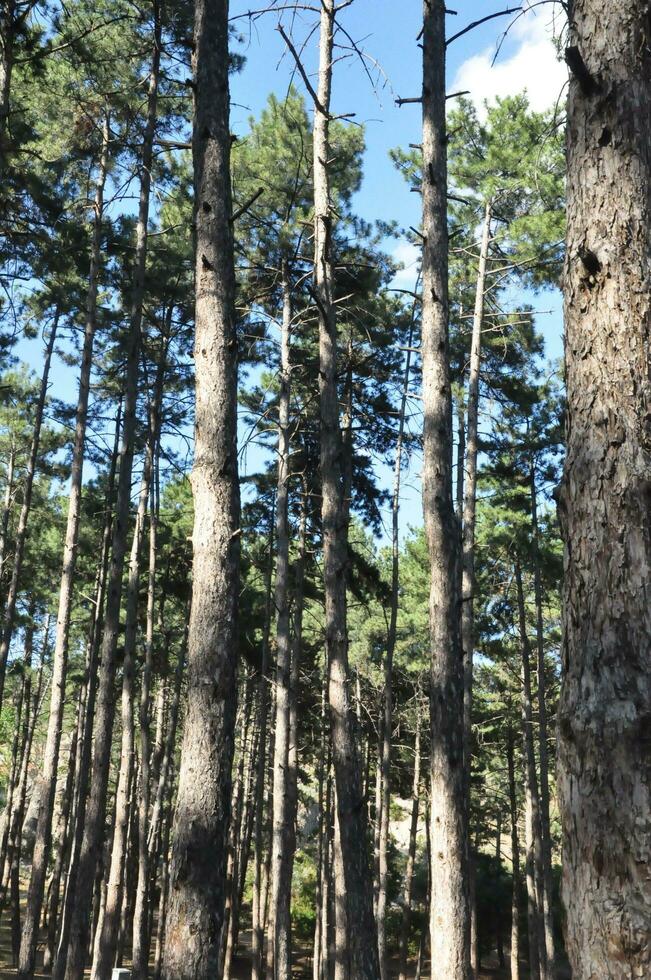 majestic view of dense forest trees photo