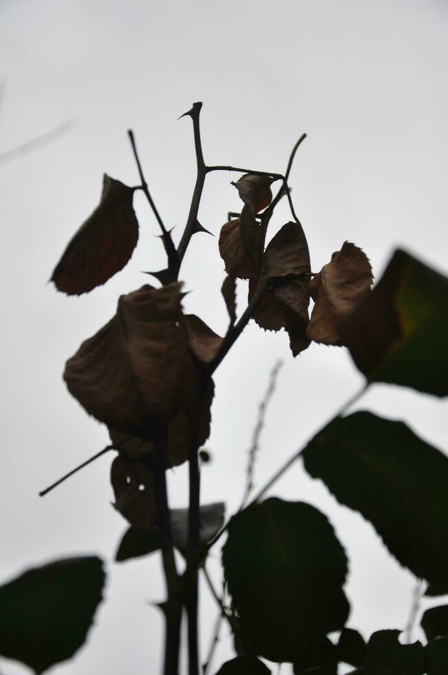 Gray sky and green leaf orange photo