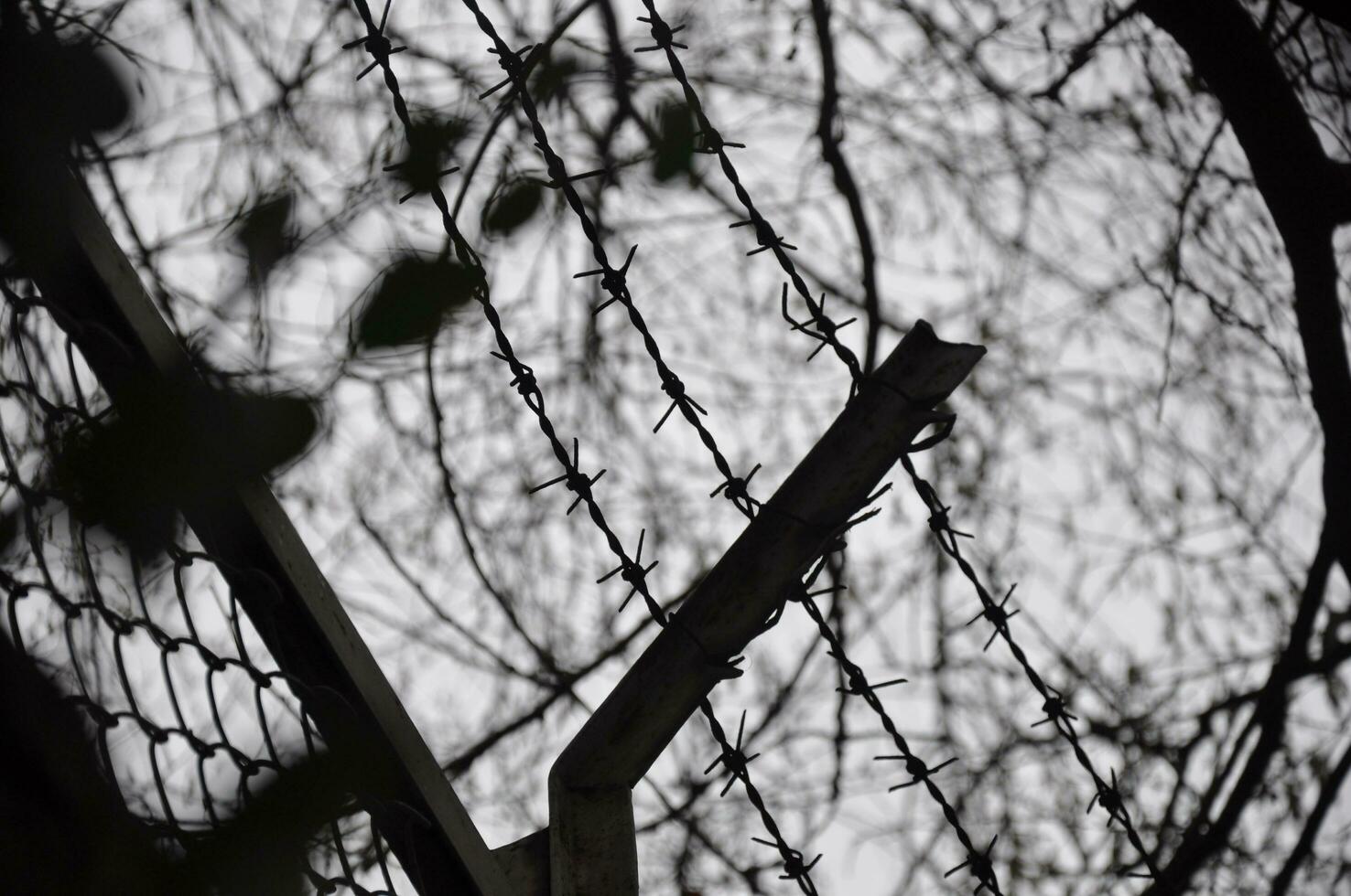 Gray sky and green leaf photo