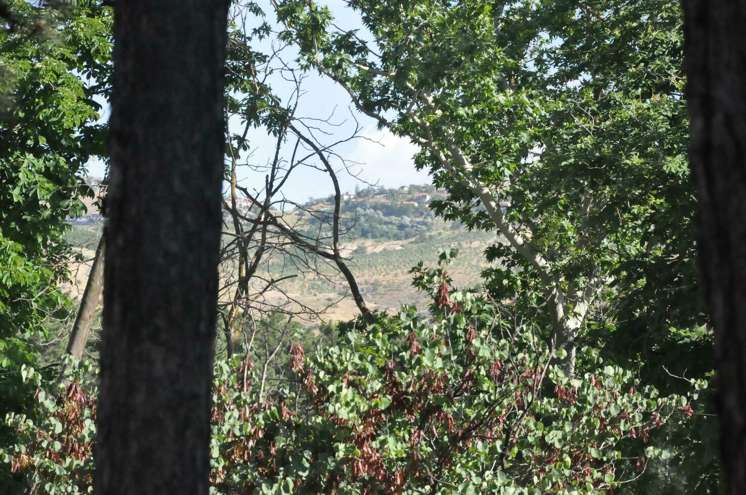 View of mountain behind green trees starting from dark tree photo