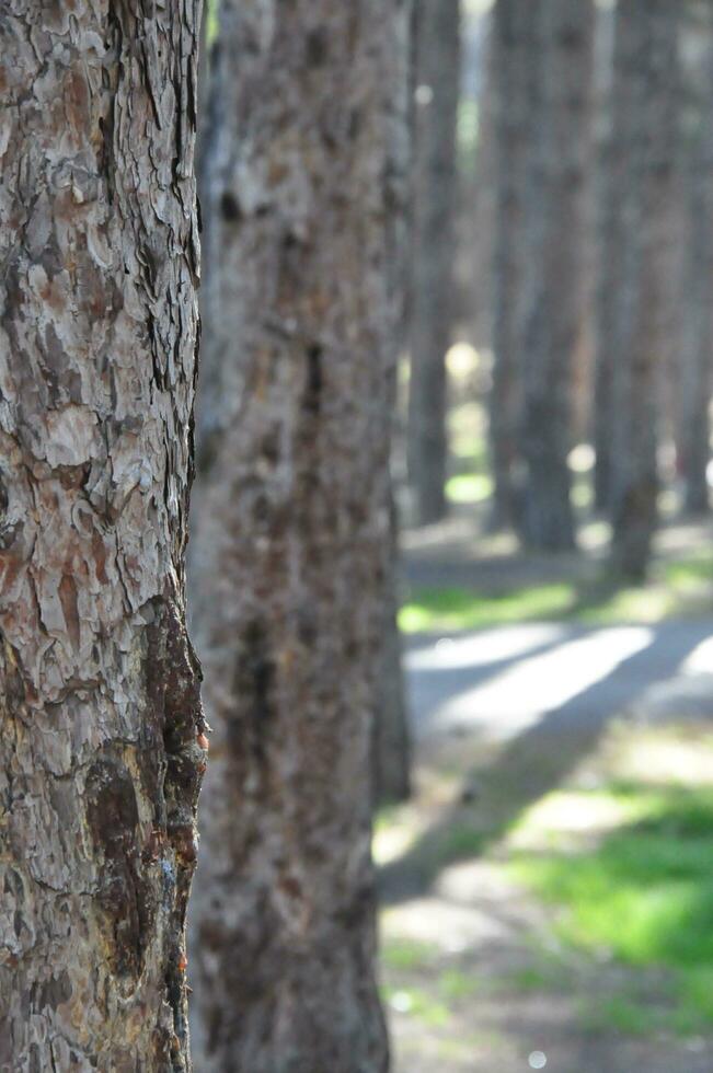 de cerca pino árbol y borroso arboles detrás foto