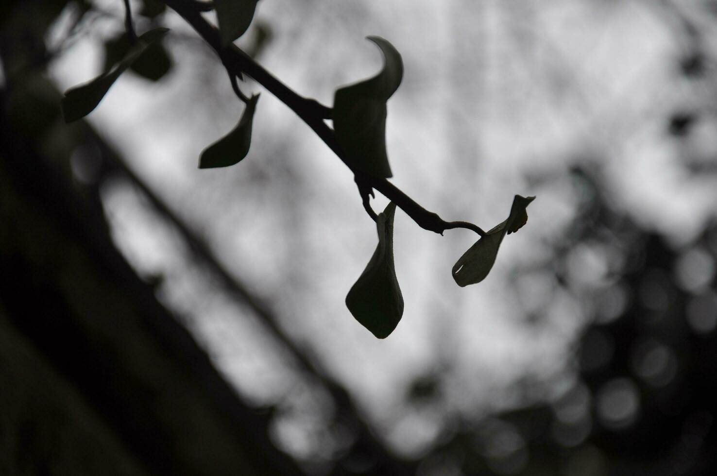 Gray sky and green leaf photo