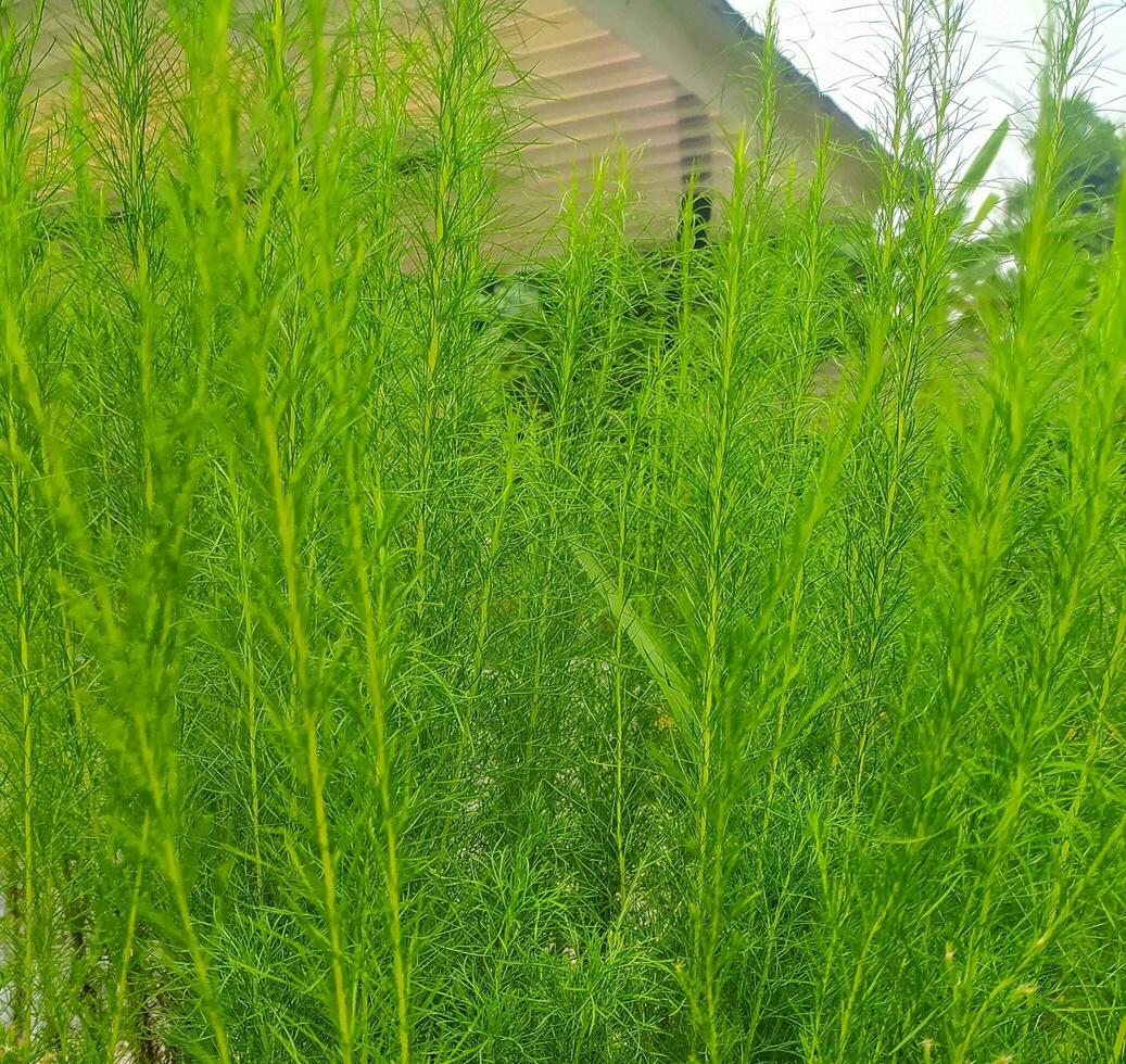 Eupatorium capillifolium, or dogfennel, is a North American perennial herbaceous plant in the family Asteraceae, native to the eastern and south-central United States. photo