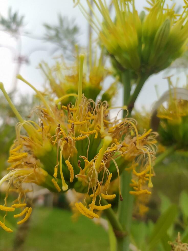 Agave chrysantha, the golden-flowered century plant, is a plant species endemic to Arizona. You can see the flowers growing in clusters. some flowers have ants and whitefly absorbing plant fluids. photo