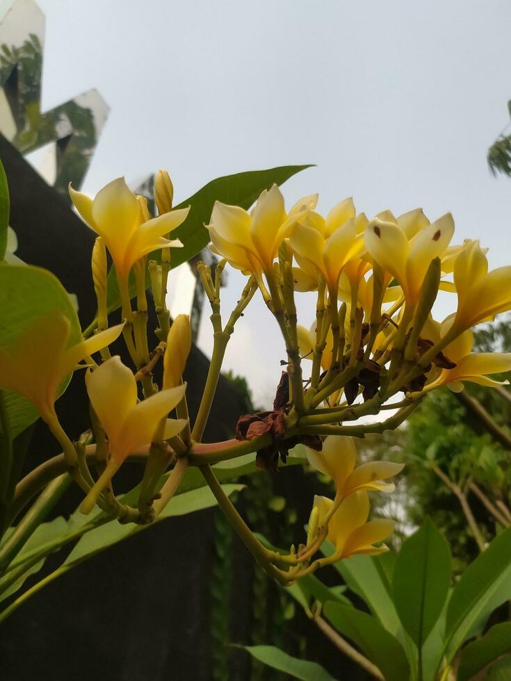 Frangipani or semboja Plumeria are a group of plants in the genus Plumeria. The shape is a small tree with sparse but thick leaves. photo