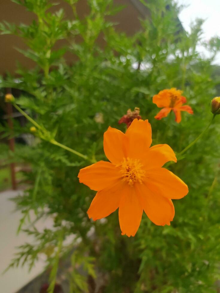 Kenikir sulfur or Cosmos sulphureus is a species of flowering plant in the sunflower family Asteraceae, also known as sulfur cosmos and yellow cosmos. Photo Formats