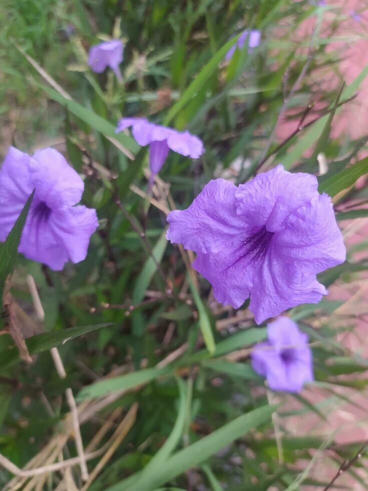 This purple flower is known in Indonesia as Kencana Ungu. Ruellia simplex, the Mexican petunia, Mexican bluebell or Britton's wild petunia, is a species of flowering plant in the family Acanthacea photo