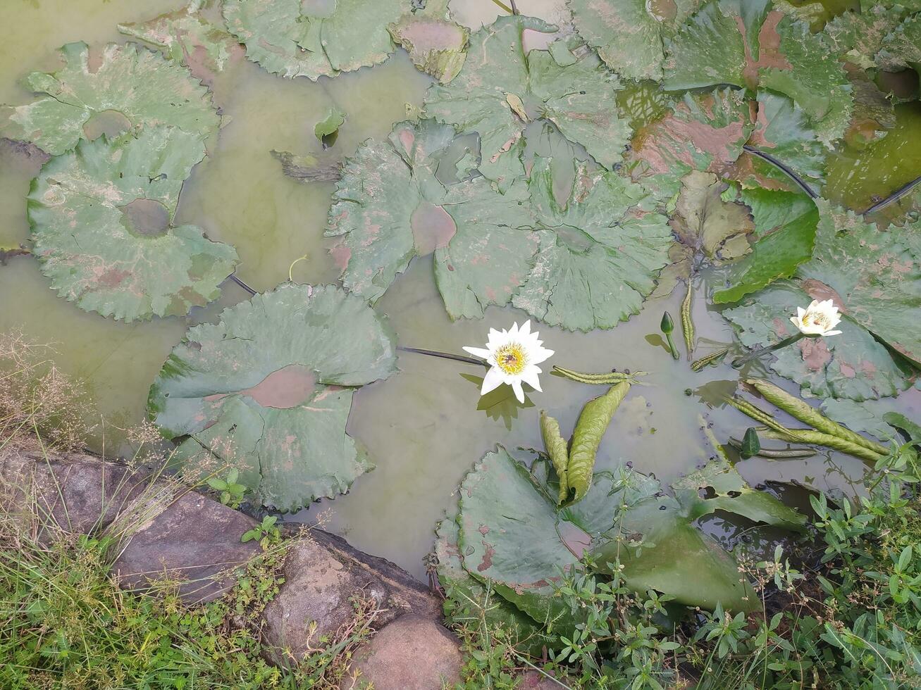 Beautiful white lotus flowers are above the pond. Nymphaea alba, the white waterlily, European white water lily or white nenuphar, is an aquatic flowering plant in the family Nymphaeaceae photo