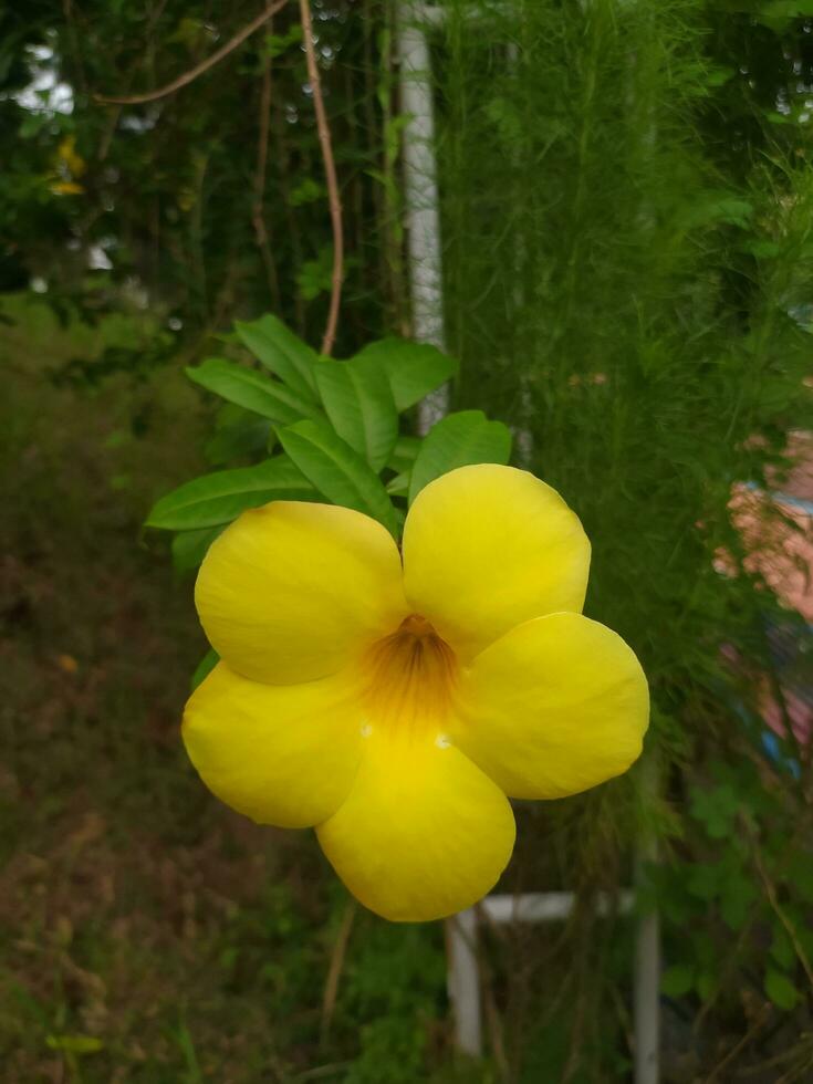 Allamanda cathartica, commonly called golden trumpet, common trumpetvine, terompet emas and yellow allamanda, is a species of flowering plant of the genus Allamanda in the family Apocynaceae. photo