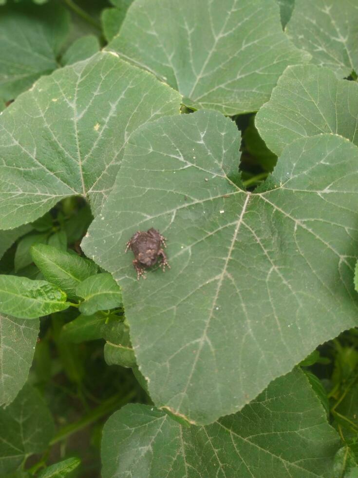 A baby frog, Bufo melanostictus Schneide, was sitting on a large pumpkin leaf. photo