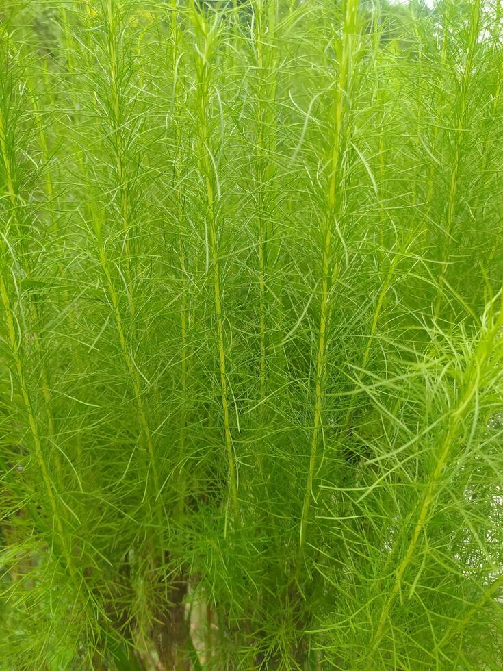 Eupatorium capillifolium, or dogfennel, is a North American perennial herbaceous plant in the family Asteraceae, native to the eastern and south-central United States. photo
