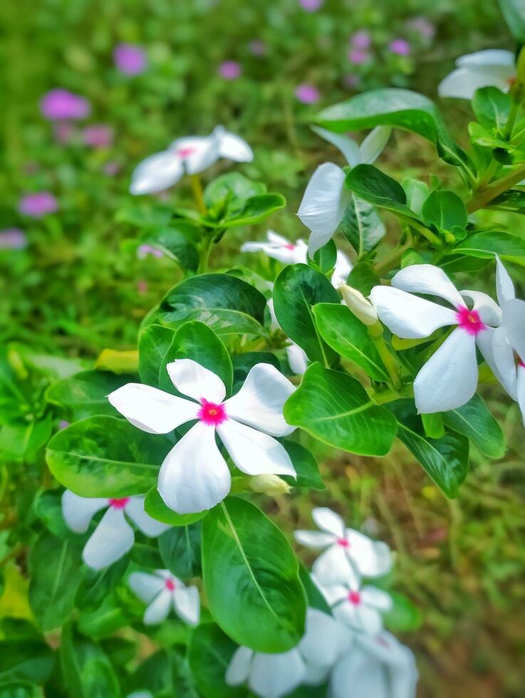 These white flowers in Indonesia are known as Tapak Dara or Catharanthus roseus Don. photo