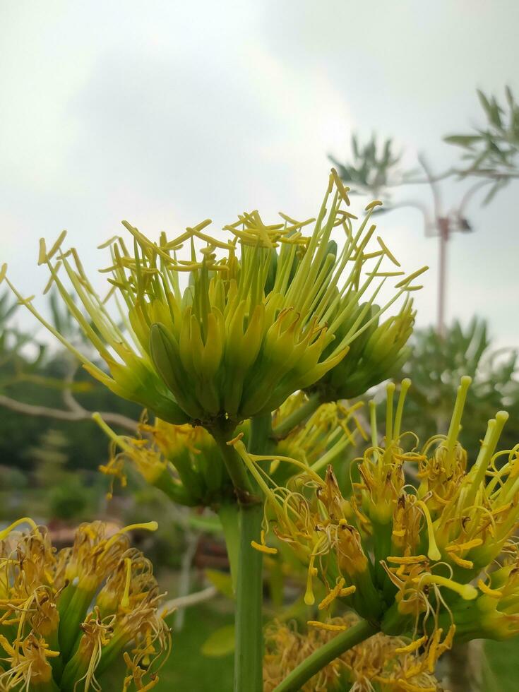 agave crisanta, el de flores doradas siglo planta, es un planta especies endémico a Arizona. usted lata ver el flores creciente en racimos algunos flores tener hormigas y mosca blanca absorbente planta fluidos foto