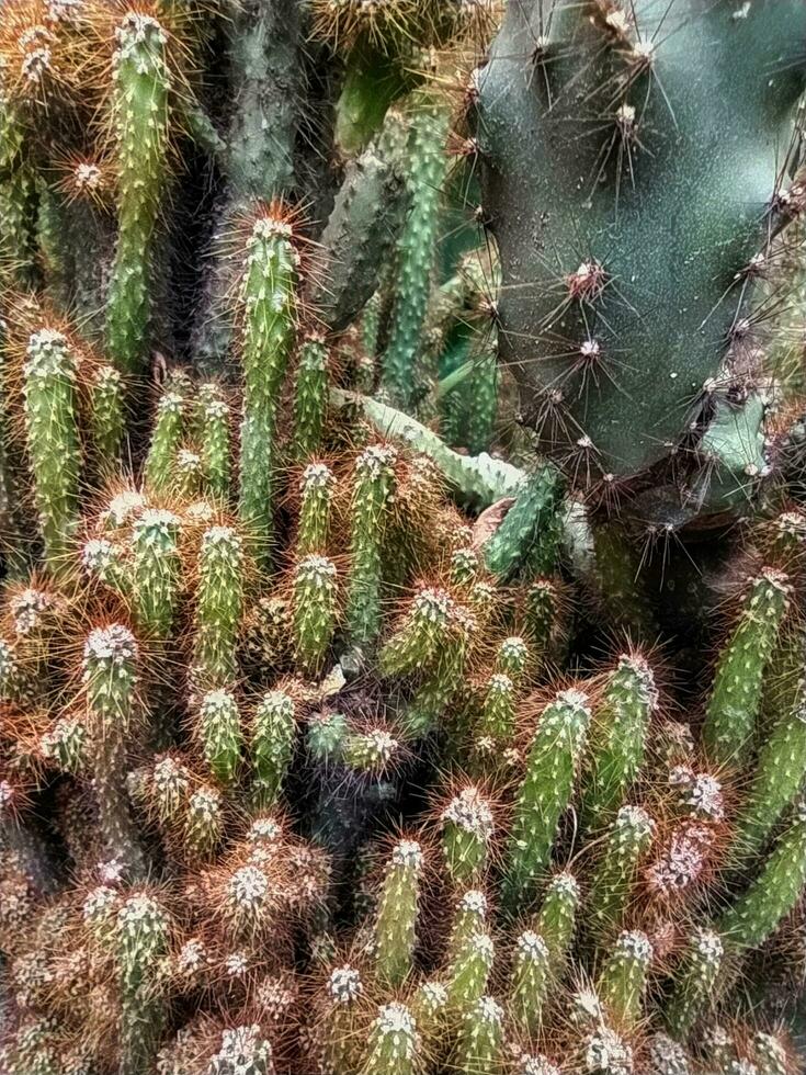 Mammillaria elongata, the gold lace cactus or ladyfinger cactus, is a species of flowering plant in the family Cactaceae, native to central Mexico. photo