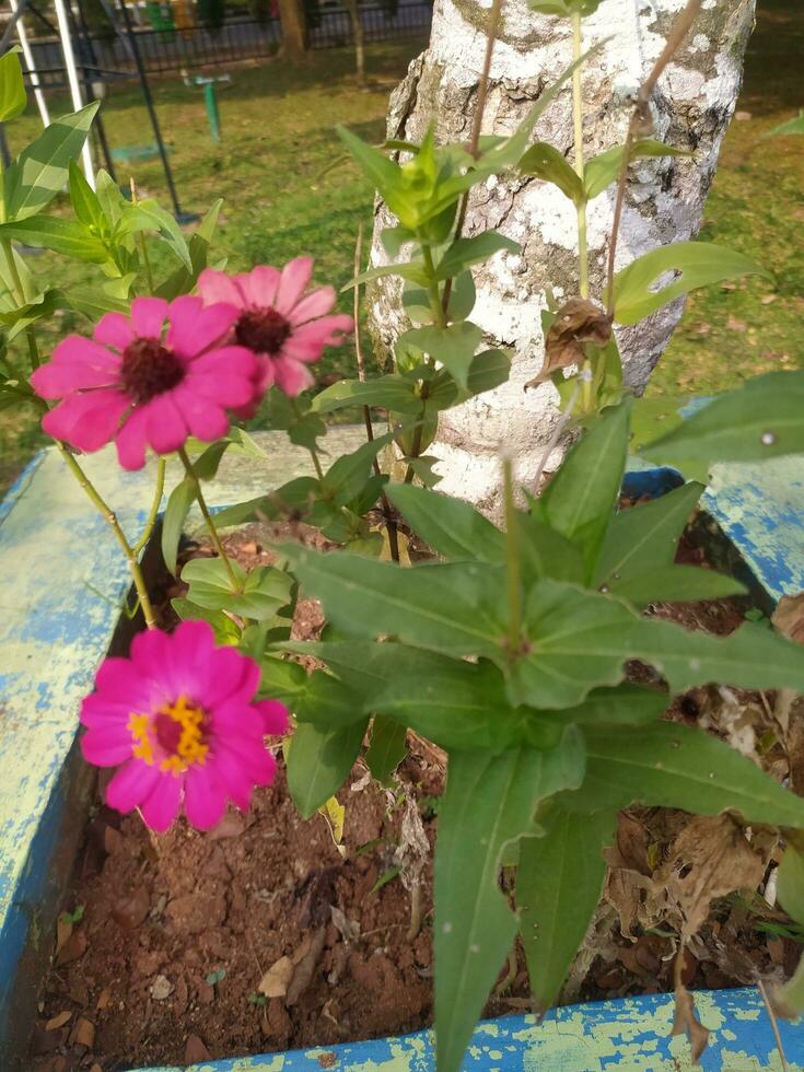 Zinia graceful or better known by the scientific name Zinnia elegans is one of the most famous annual flowering plants of the genus Zinia. photo