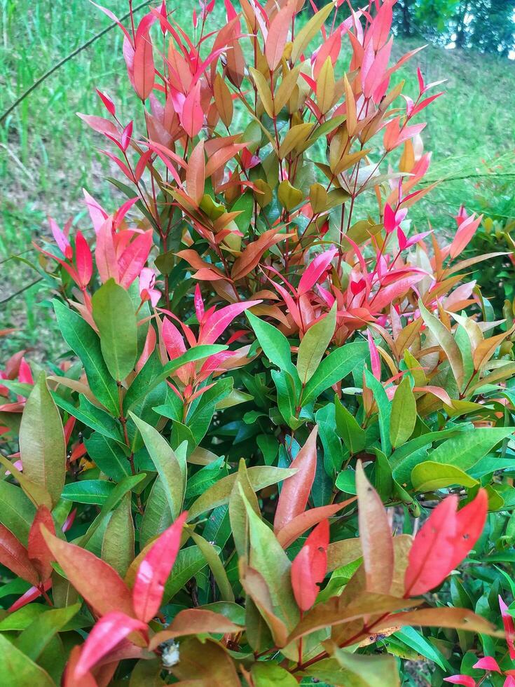 Syzygium myrtifolium in Indonesia is known as pucuk merah. The color of the newly appeared leaf buds has a bright red color, so this plant has the nickname Red Shoots. photo