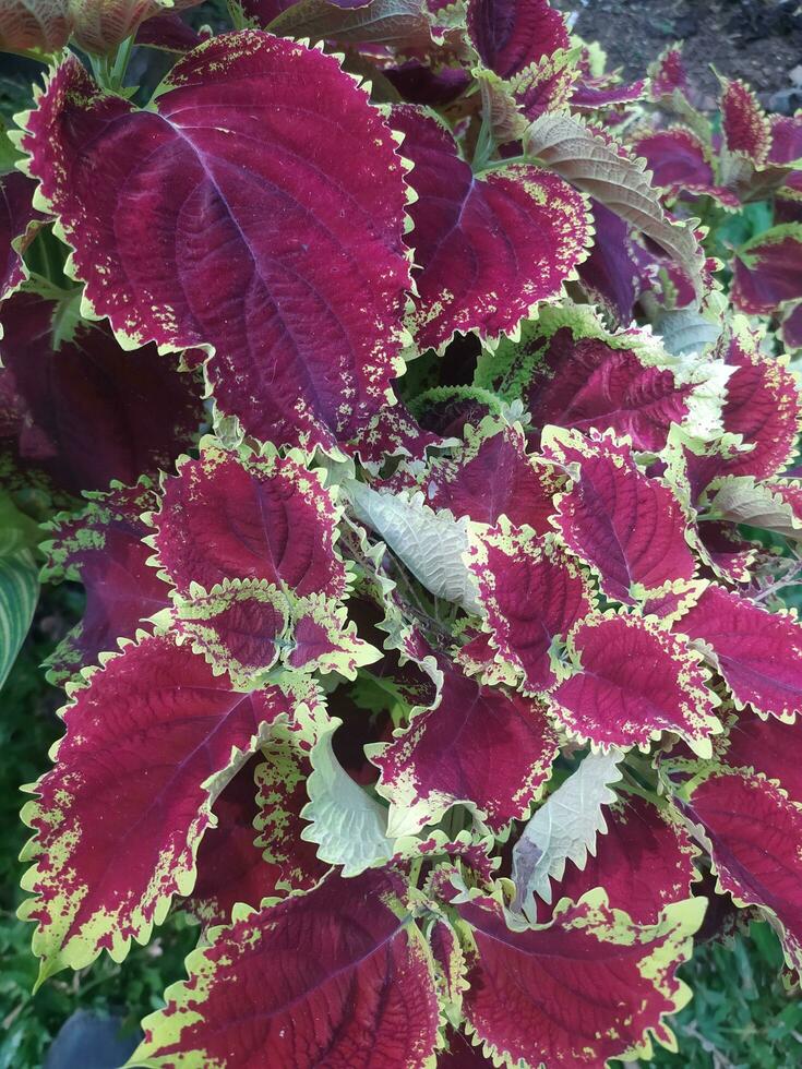 Miana, iler or Coleus atropurpureus, Plectranthus scutellarioides is a shrub with a height of up to 1.5 m. photo