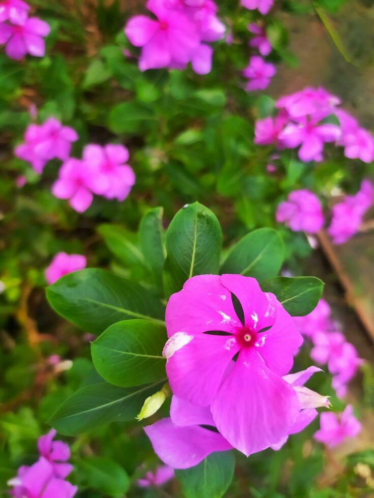 Tapak dara or periwinkle, vinca is an annual shrub that originates from Madagascar but has spread to other tropical regions. Its scientific name is Catharanthus roseus Don. photo