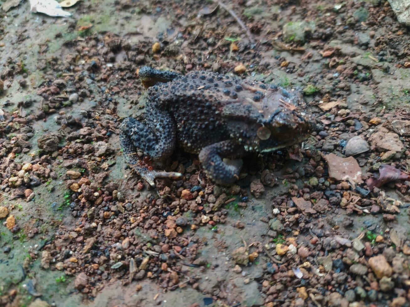 The frog under the tree or house frog has the scientific name Bufo melanostictus Schneider. photo