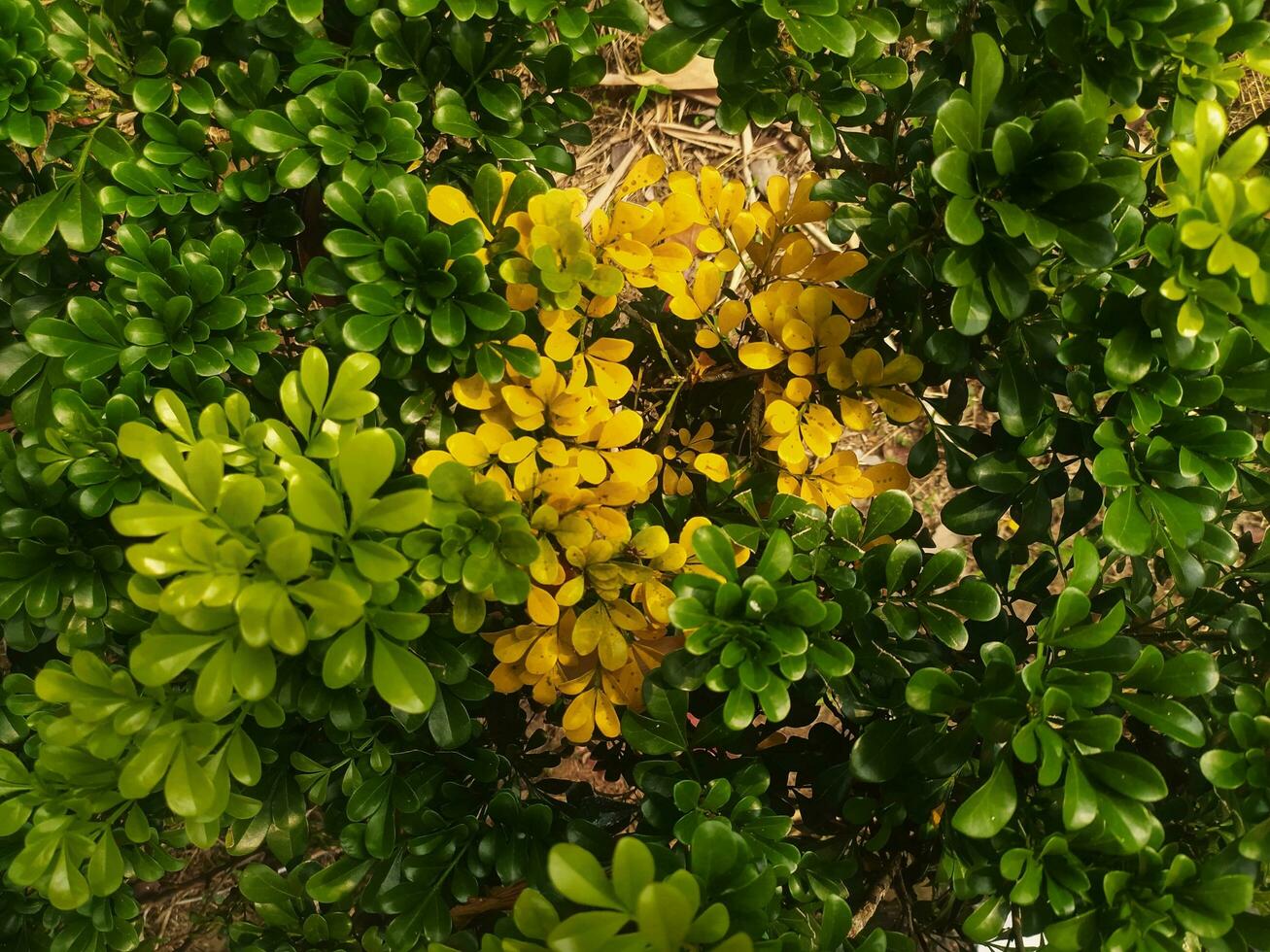 Chinese girlfriend, culan, Chinese girlfriend, Chinese yellow, or Chinese bhangear is a herbaceous plant from the Meliaceae family with the Latin name Aglaia odorata Lour. photo