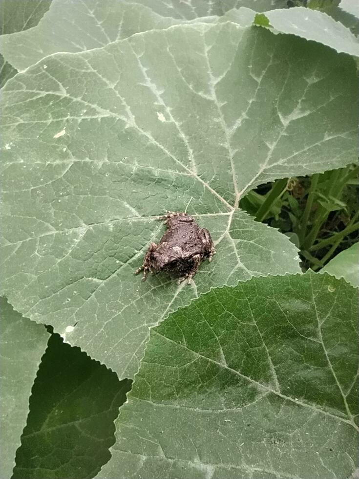 A baby frog, Bufo melanostictus Schneide, was sitting on a large pumpkin leaf. photo