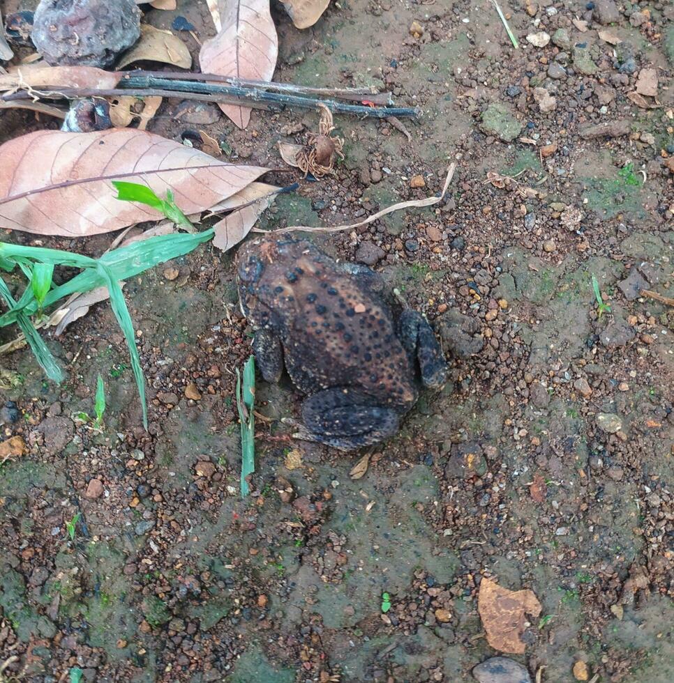 The frog under the tree or house frog has the scientific name Bufo melanostictus Schneider. photo